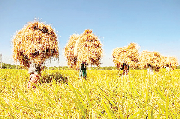 অগ্রহায়ণে বাংলার কৃষি