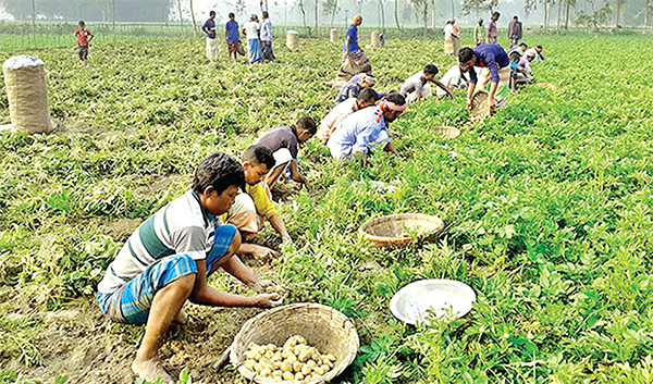 নীলফামারীতে আগাম আলুতে কৃষকের মুখে হাসি