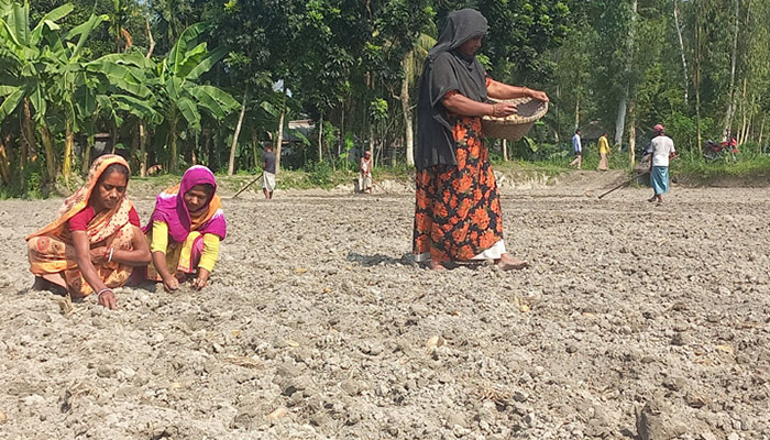 রংপুরে আলু উৎপাদনের লক্ষ্যমাত্রা ১৬ লাখ ১১ হাজার ৩৫৪ মেট্রিক টন