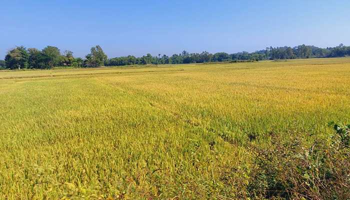 রামুতে আমনের বাম্পার ফলন