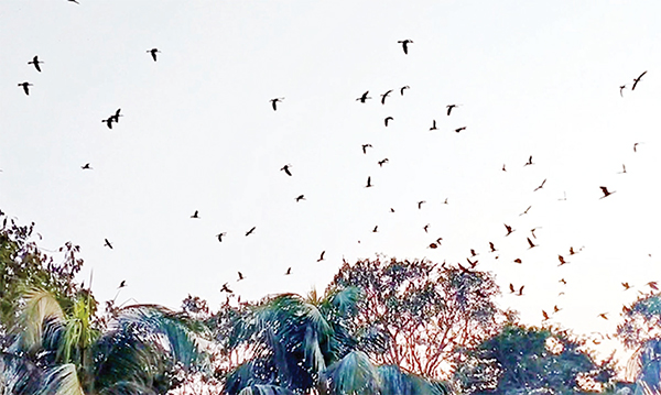 অরুণিমায় ঝাঁকে ঝাঁকে অতিথি পাখি