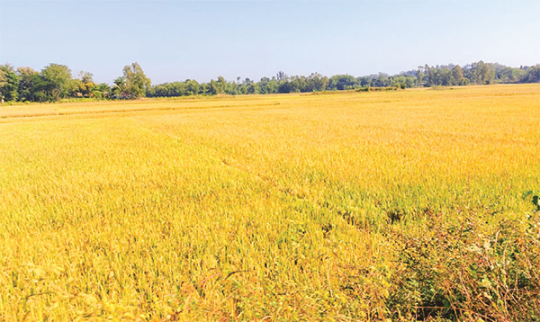 ৫০ হাজার মেট্রিক টন ধান ফলনের আশা