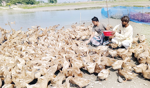 হাঁসের খামার করে স্বাবলম্বী দুই বন্ধু