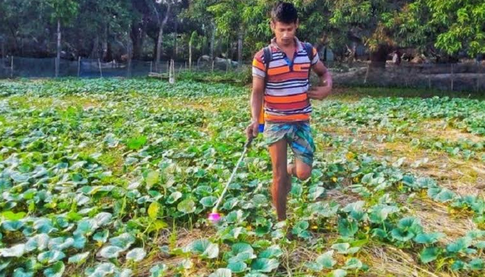 সবজি চাষে কীটনাশকের ব্যবহারে বেড়েছে স্বাস্থ্য ঝুঁকির আশঙ্কা