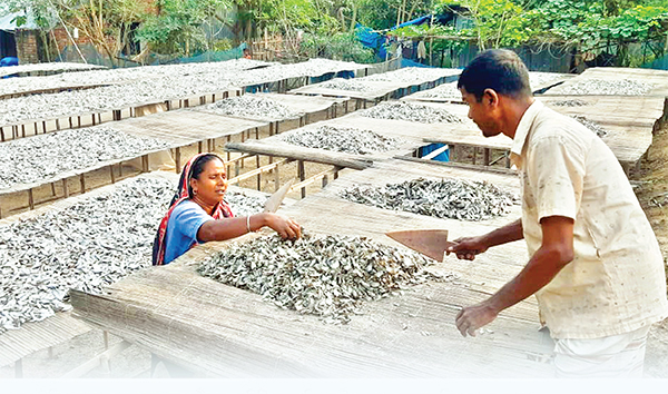 লোকসানে শুঁটকি উৎপাদনকারী চাতাল মালিকরা