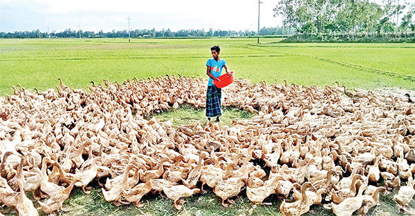 হাঁসের বাজার দ্রুত বাড়ছে