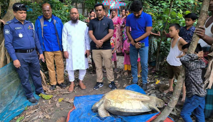 মেঘনায় জেলেদের জালে  উঠলো ২০০ বছর বয়সী ৭১ কেজি ওজনের কাছিম