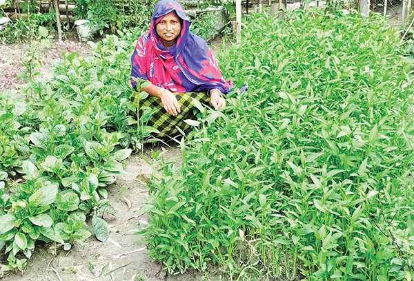 পাল্টে যাচ্ছে কুড়িগ্রামের চরাঞ্চলের মানুষের জীবিকা