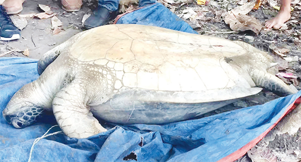 জেলেদের জালে ধরা পড়ল ২০০ বছর বয়সি ৭১ কেজি ওজনের কাছিম