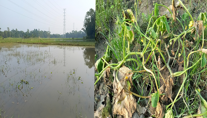 হাজীগঞ্জে ঘূর্ণিঝড়ে ৪০ হেক্টর জমির রবি ফসল ক্ষতিগ্রস্ত