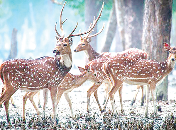 সুন্দরবনে হরিণ শিকারে গিয়ে গ্রেপ্তার ১০