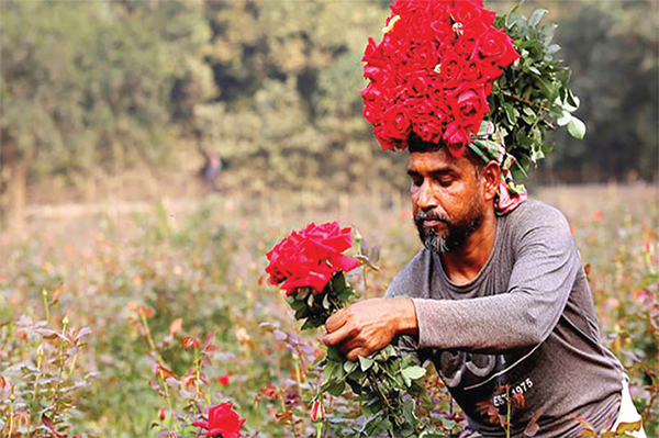 দেশের অর্থনীতিতে ফুল