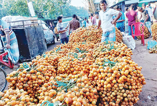 বাগেরহাটে সুপারির বাম্পার ফলন