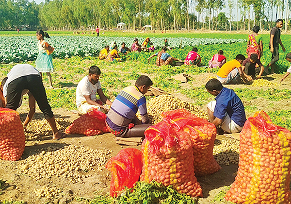 আগাম আলুতে হাসি নেই চাষির মুখে