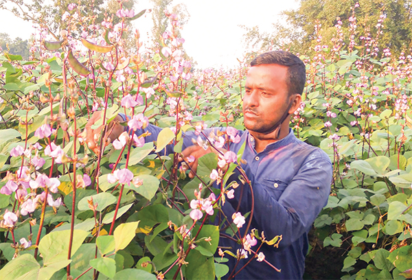 রঙিন ফুলে স্বপ্ন দেখছেন শিম চাষি বুলবুল