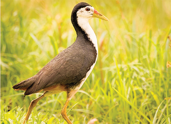 শিকারে পটু বিপন্ন ‘ডাহুক’