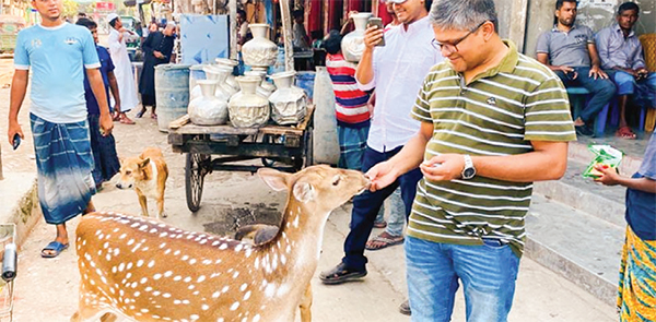 পর্যটকদের খেলার সাথী মায়াবী হরিণ ‘বিজলী’