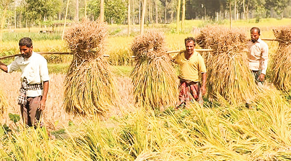 উপকূলে ঘূর্ণিঝড় আতঙ্কে ধান কাটায় ব্যস্ত কৃষক