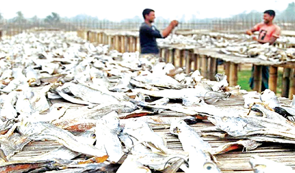 কুতুবদিয়ায় শুঁটকি উৎপাদনের হিড়িক