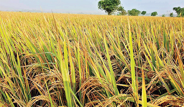 ব্রাহ্মণবাড়িয়ায় রোপা আমনের বাম্পার ফলন