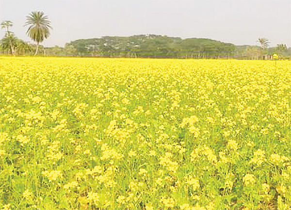 ৪ হাজার কৃষকের মধ্যে বিনামূল্যে বীজ ও সার বিতরণ