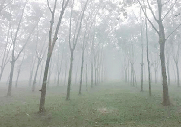 চায়ের রাজধানী শ্রীমঙ্গলে বাড়ছে শীত, কমছে তাপমাত্রা