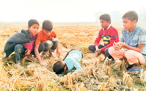 ইঁদুরের গর্ত থেকে ধান সংগ্রহ করে নবান্ন উৎসব