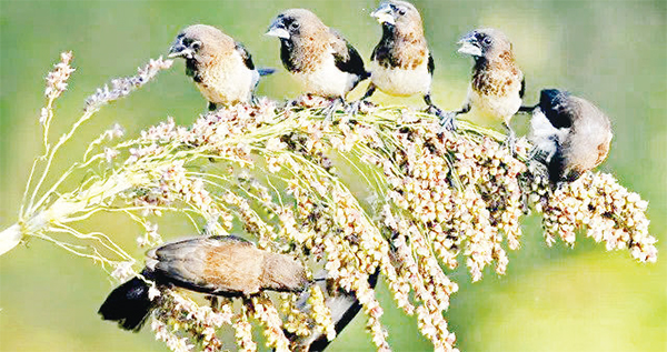 পাখপাখালি প্রকৃতির সৌন্দর্য