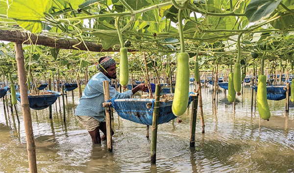 ডালি পদ্ধতিতে সবজি চাষে সফলতা