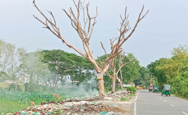 সড়কের মরা গাছে দুর্ঘটনার আশঙ্কা