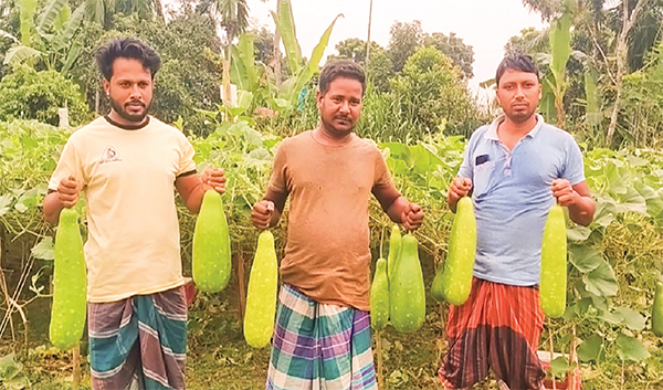 লাউ চাষে তিন বন্ধুর সাফল্য