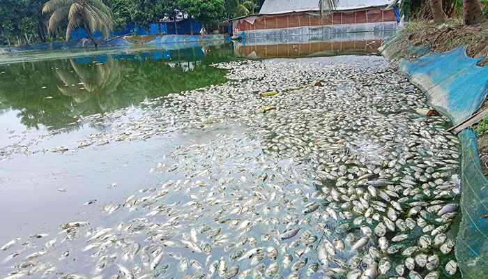 ডাসারে মাছের ঘেরে বিষ প্রয়োগ, ৭ লক্ষাধিক টাকার ক্ষতির অভিযোগ 