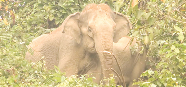 রামুতে বন্যহাতির পাল লোকালয়ে : আহত দুই