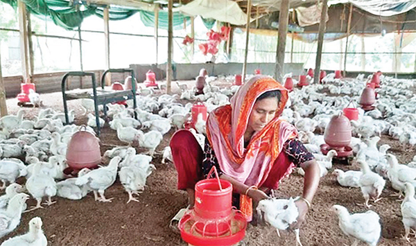 মুরগির খাবারের দাম বাড়ানোর পাঁয়তারা