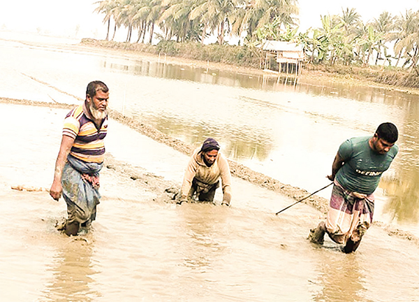 কেশবপুরে গরুর বদলে মই টানছেন কৃষক