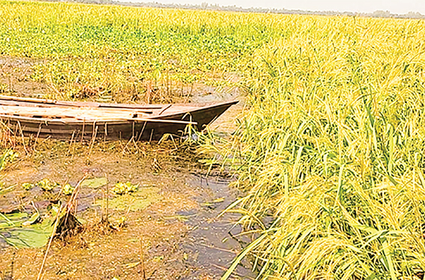 বোনা আমন চাষে আগ্রহ কমছে কৃষকের