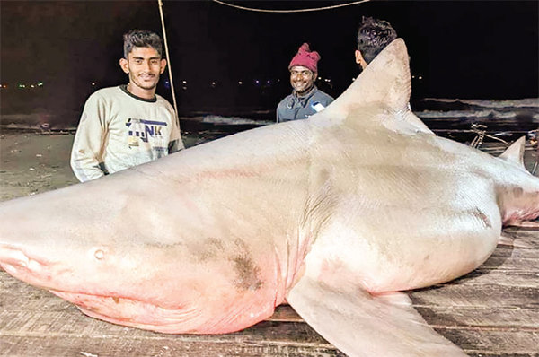 জালে ধরা পড়ল ১৫০ কেজি ওজনের হাঙ্গর