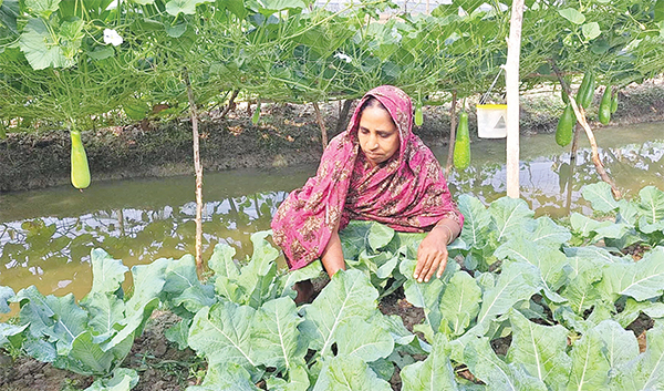 কুড়িগ্রামের চরাঞ্চলে সবজি চাষে লাভবান হচ্ছে কৃষক