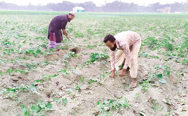 কুমিল্লায় মিষ্টি আলুর বাম্পার ফলনের আশা