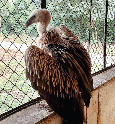 টেকনাফে বিপন্ন প্রজাতির শকুন উদ্ধার