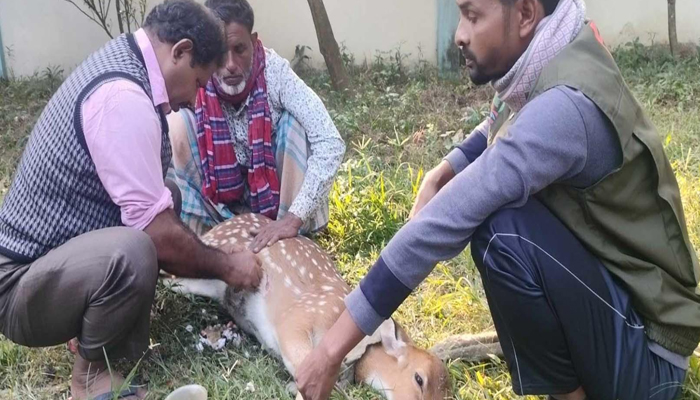 মিরসরাইয়ে মুমূর্ষু অবস্থায় উদ্ধার হওয়া হরিণের মৃত্যু