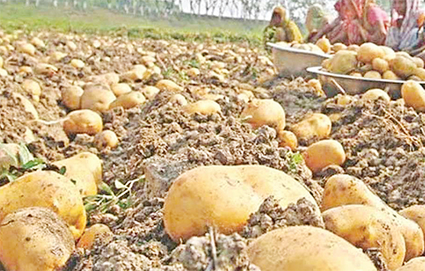 আরো বাড়তে পারে আলুর দাম