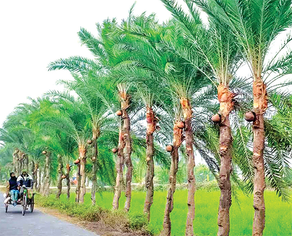 নিপাহ ভাইরাস প্রতিরোধে খেজুরের কাঁচা রস পান না করার আহ্বান