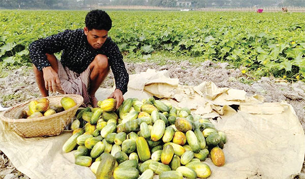 খিরা চাষে লাভবান চরের কৃষকরা