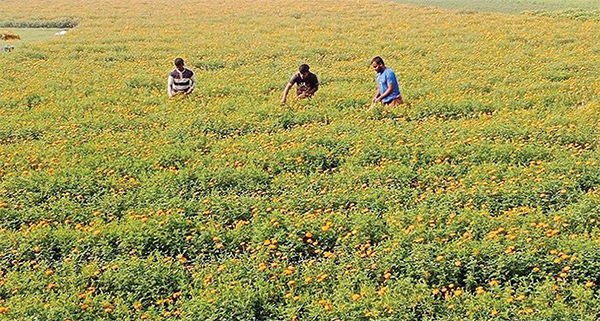 লোকসানের মুখে ঝিনাইদহের ফুল চাষিরা