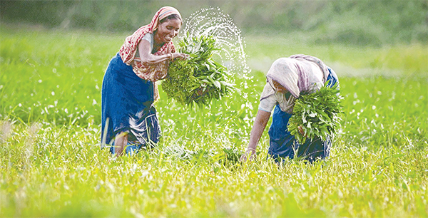 কৃষিই বাংলাদেশের সবচেয়ে বড় ভরসাস্থল