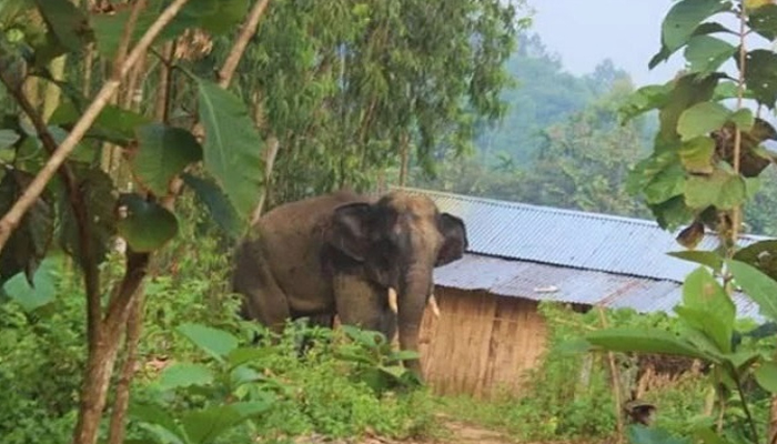 চকরিয়ায় বন্যহাতির আক্রমণে বৃদ্ধের মৃত্যু