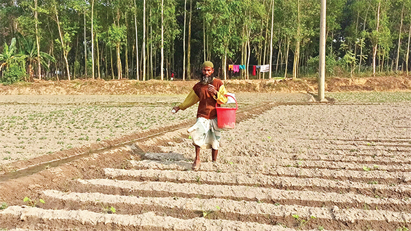 আলু চাষে বাড়তি খরচ