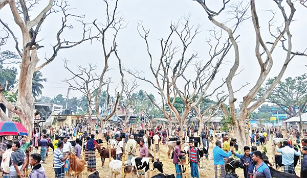 পশু হাটের মরা গাছ আতঙ্কে ক্রেতা-বিক্রেতা