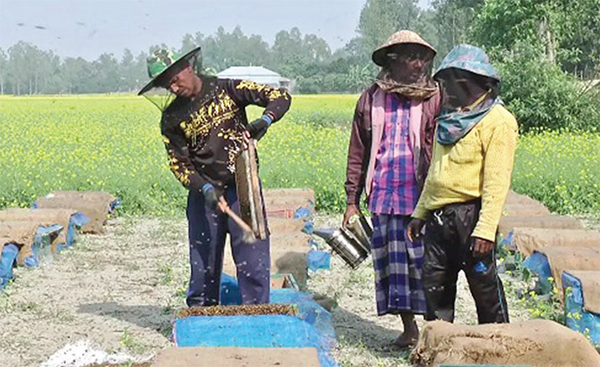 চলনবিলে ব্যস্ত সময় পার করছে মৌ চাষিরা